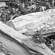 fallen logs in black and white