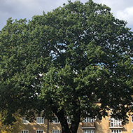 Large tree with blue skies and white fluffy clouds