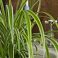 A spider plant sitting in a bathroom sink. One of the spider plants tendrils is stretching out across the bathroom in search of the sun.