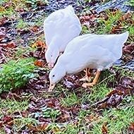 Two ducks digging in the ground with their beaks on a rainy day, with a pond in the background