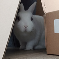 A white rabbit peers in an interested manner from behind a large cardboard box