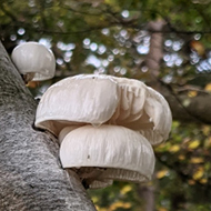 Glossy white cup mushrooms growing in clusters of 3 or 4, on a narrow, silvery grey tree (North Somerset, England)