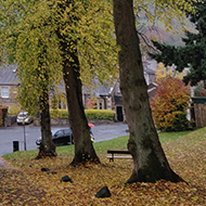 A tree lined street covered in autumn leaves