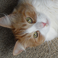 Ginger cat playing with a bundle of elastic