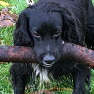 Dog with Stick (understatement)