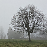 Misty view of trees on the Common.