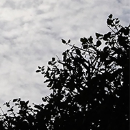 Upon looking out one day i spotted an amazingly beautiful sight! The clouds were Cirrocumulus  in what is called a Mackerel Sky, wispy cotton wool balls stacked up forming a huge mound in a bright blue sky forecasting cold weather to come. What a picture - it lifted my spirits on dreary November day in these Covid times.