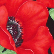 Two pairs of hospital scrubs featuring remembrance poppies