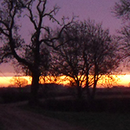 rural sunrise with trees and farm track