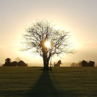 sun setting behind a tree standing alone on a common