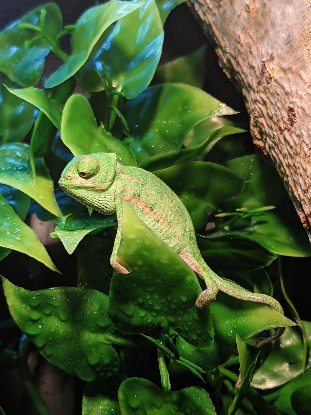 Close-up photograph of a green Yemen/veiled chameleon, resting on some large wet leaves