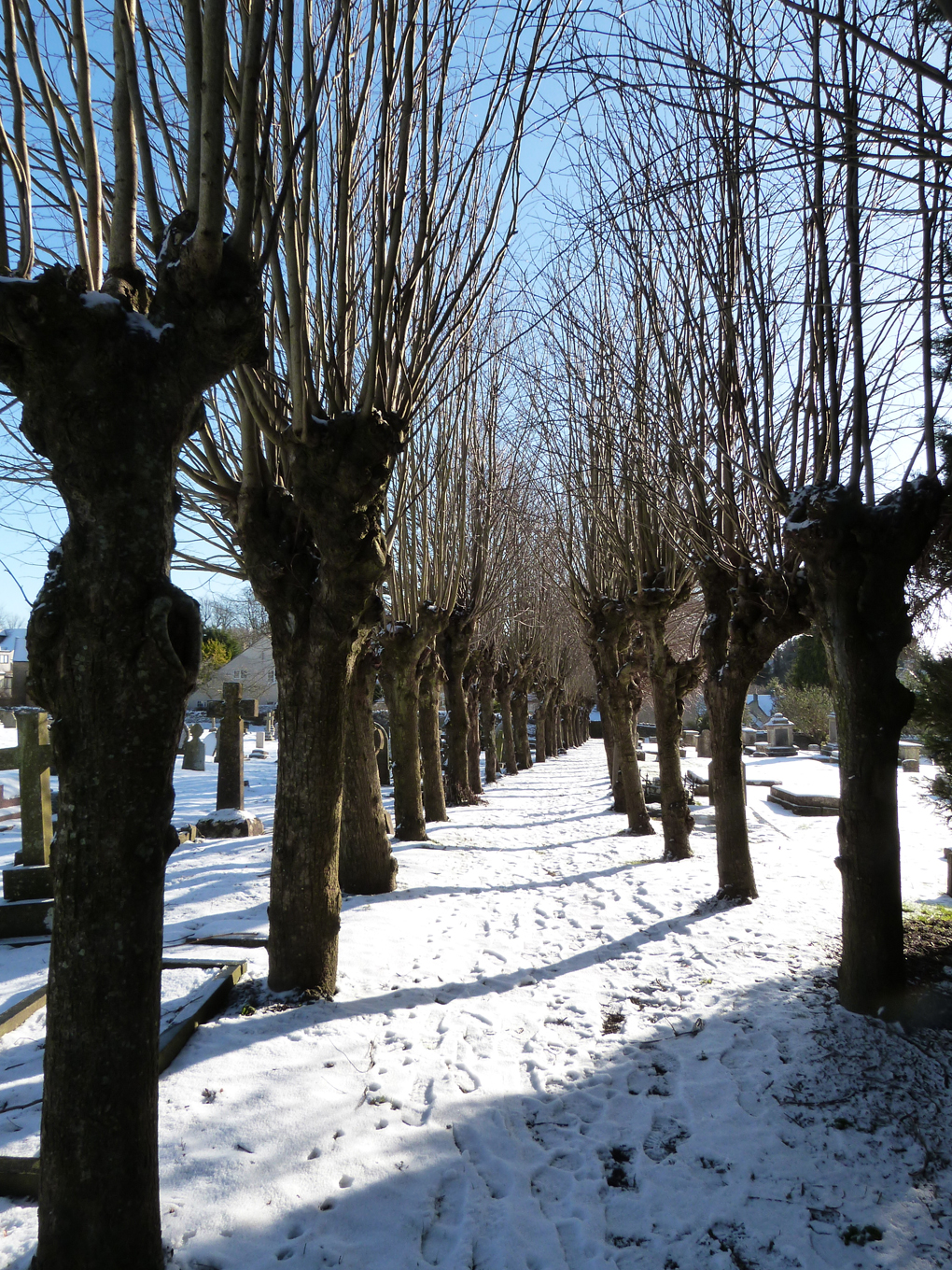 Avenue of pollarded lime trees with snow underfoot