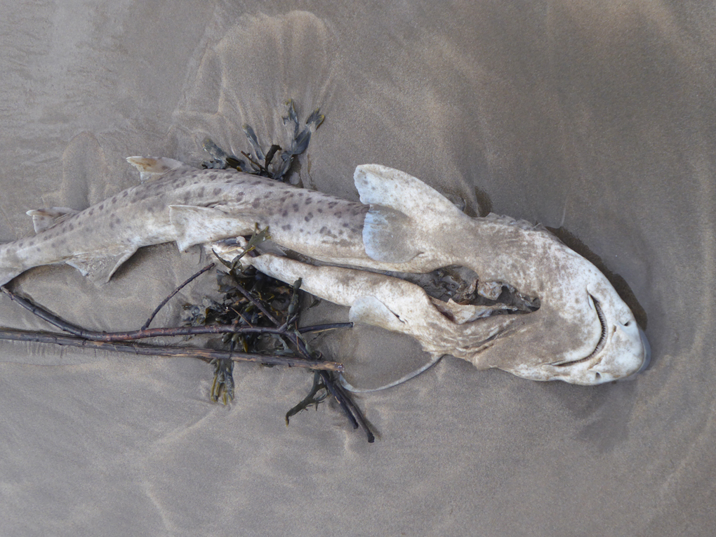 Beach shot showing underside of the small shark called Dogfish with large slit where flesh has been removed