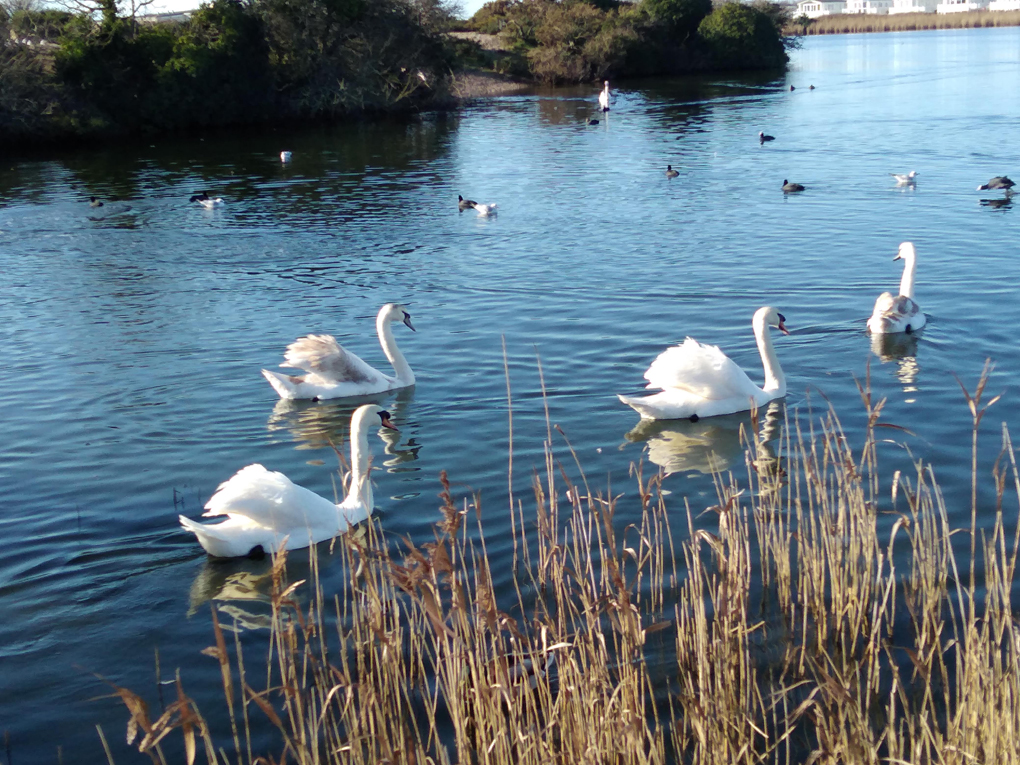 Swans and other birds gliding over clear blue waters with some suncoloured reeds in the foreground