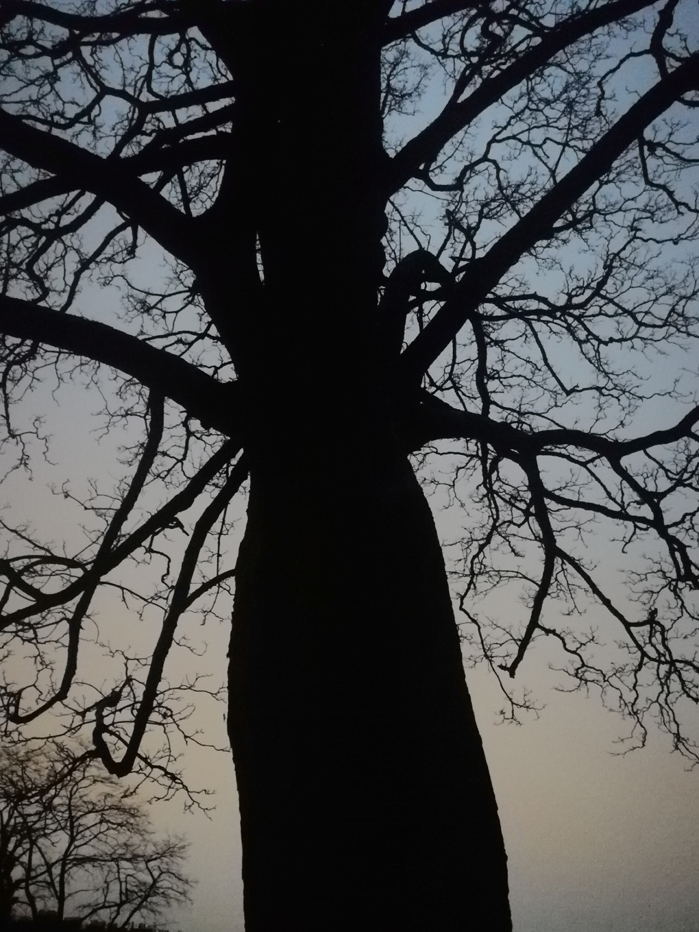 tree silhouetted against a sunset