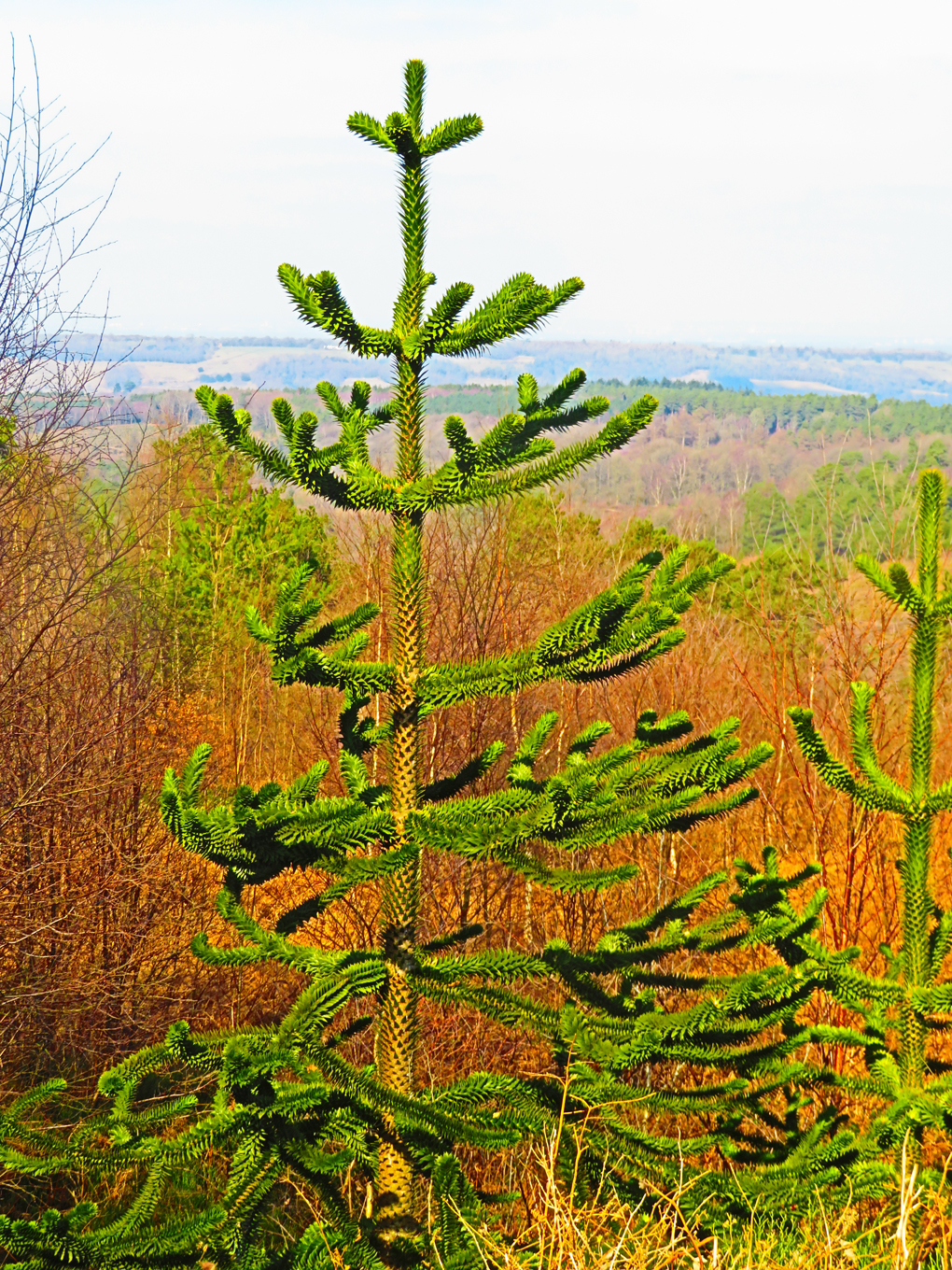 Monkey puzzle tree framed by the North Downs, picture taken from the rear of Leith Hill Tower