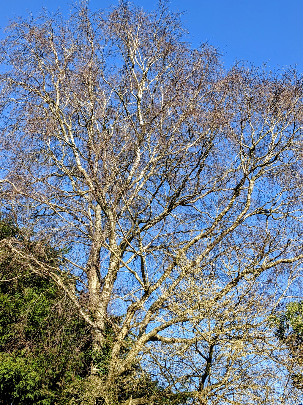 Sun shining off the bark of a Silver Birch tree.