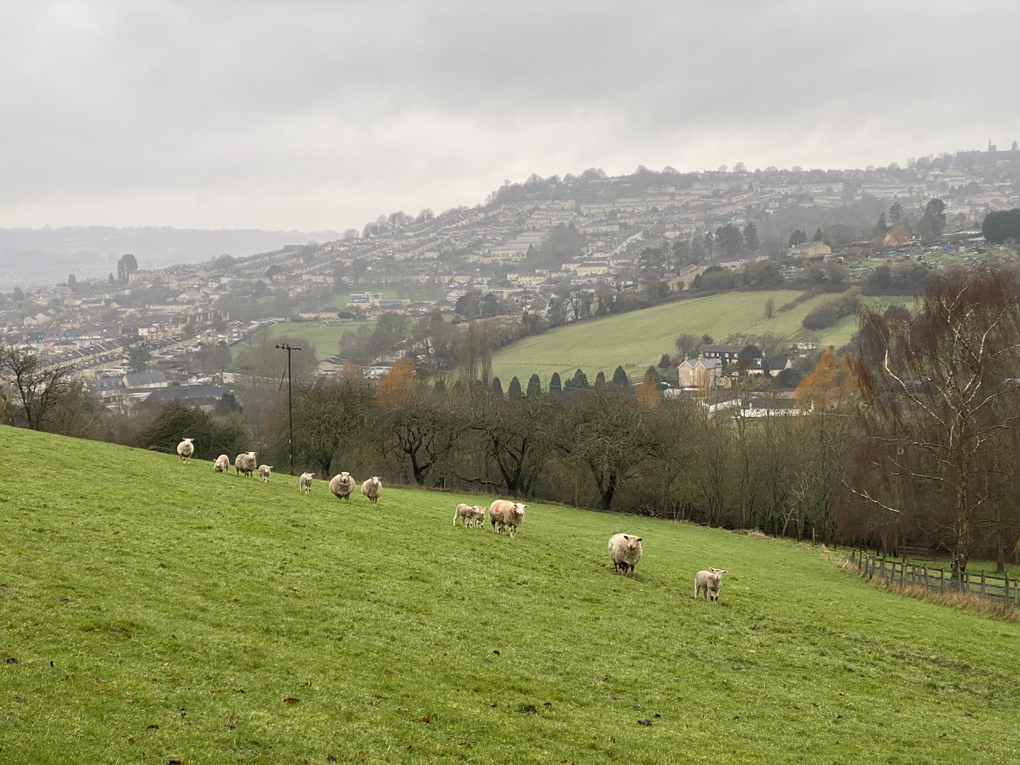 A photo of sheep and lambs in the Woolley Valley, with the suburbs of Bath in the distance