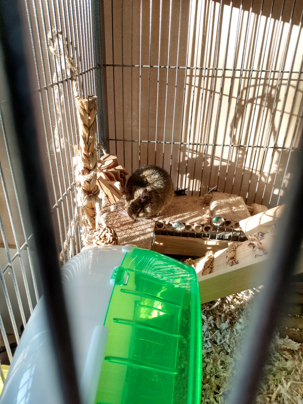 A brown degu sleeps in the afternoon sun