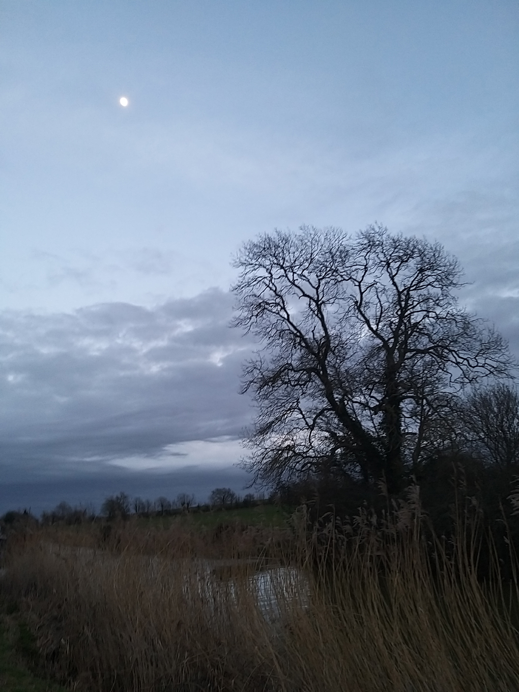 A tree without its leaves silhouetted against a twilight sky and the moon