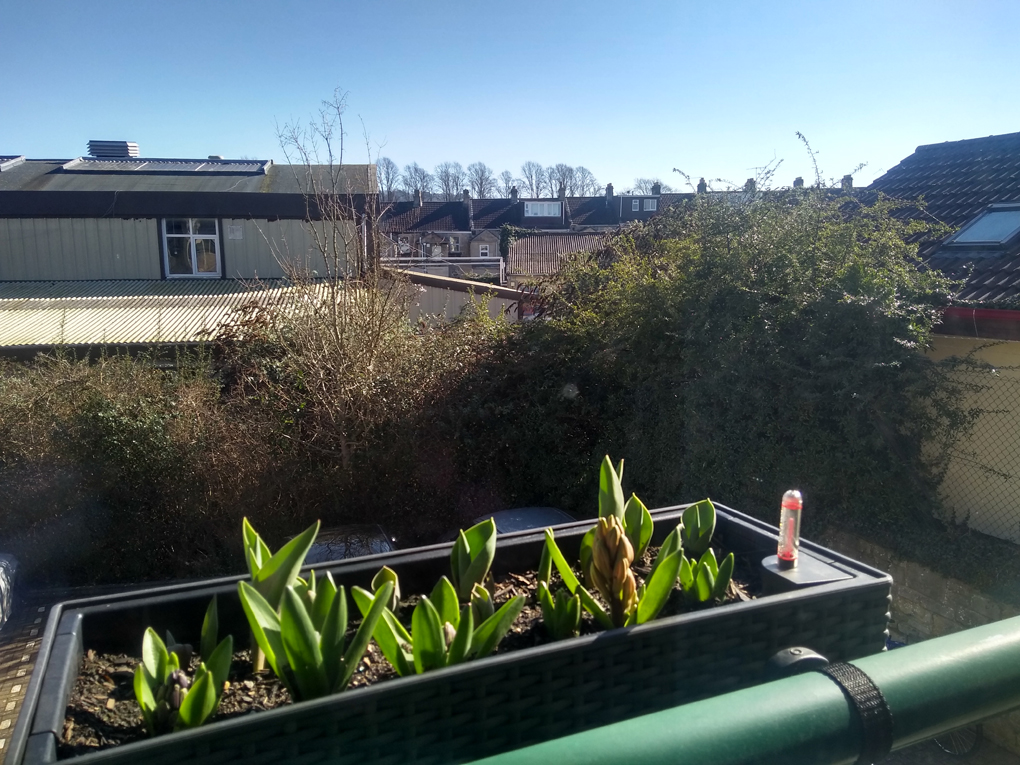 A window box full of green shoots