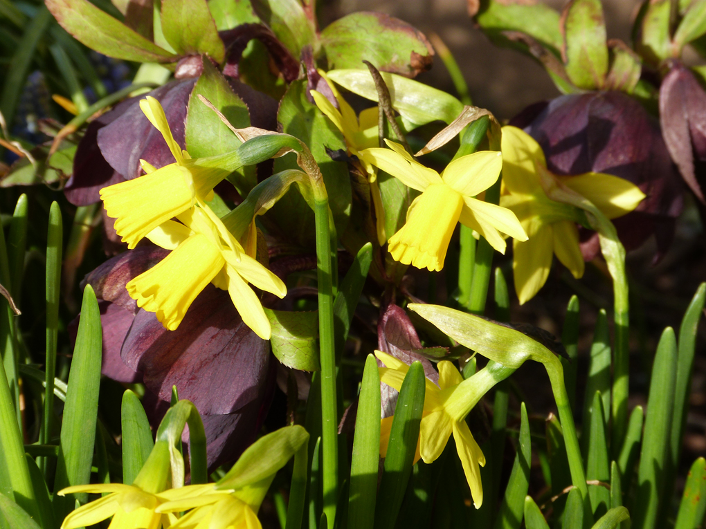 A few bright narcissi contrast some dark hellebores to highlight springtime