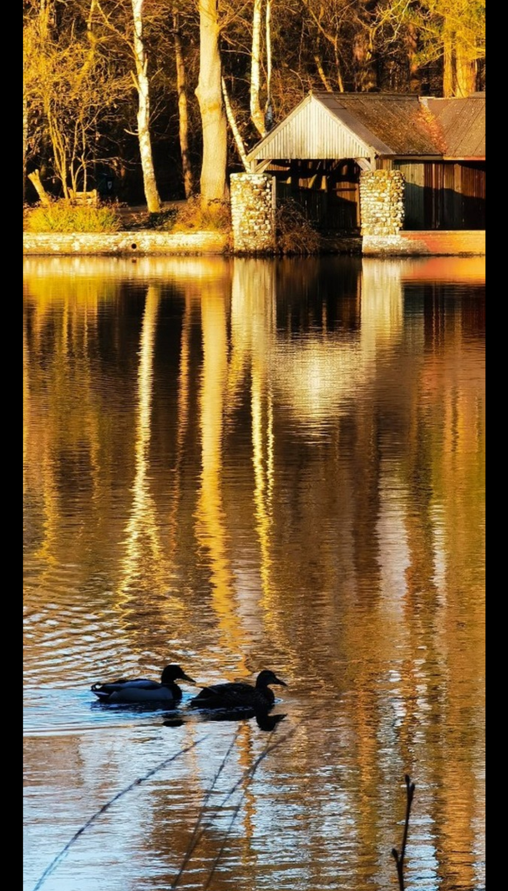 Ducks on pond in setting sun