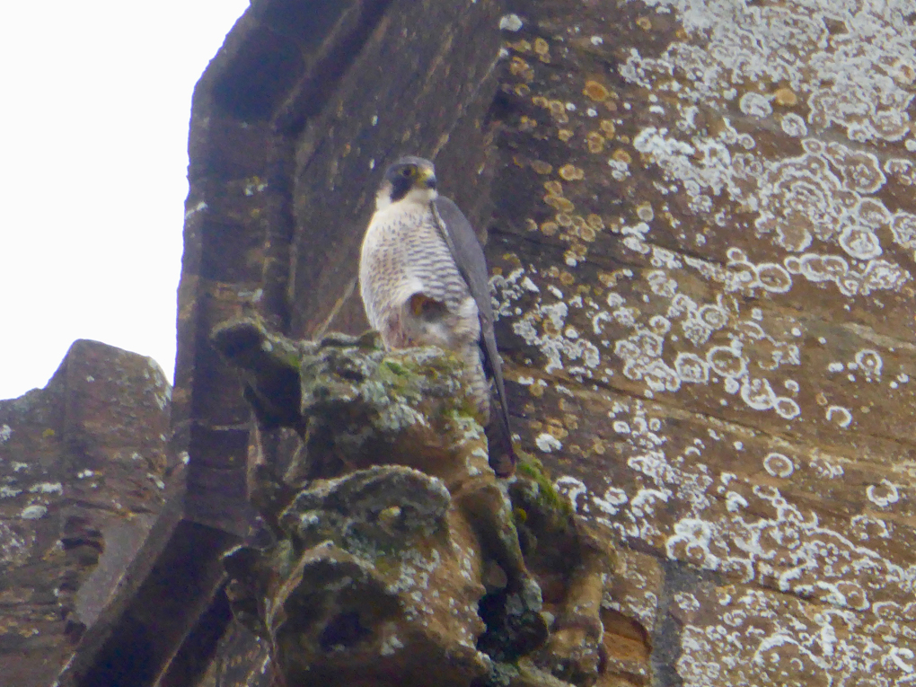 A Peregrine Falcon, perched high up on a church tower, looking for its next prey.