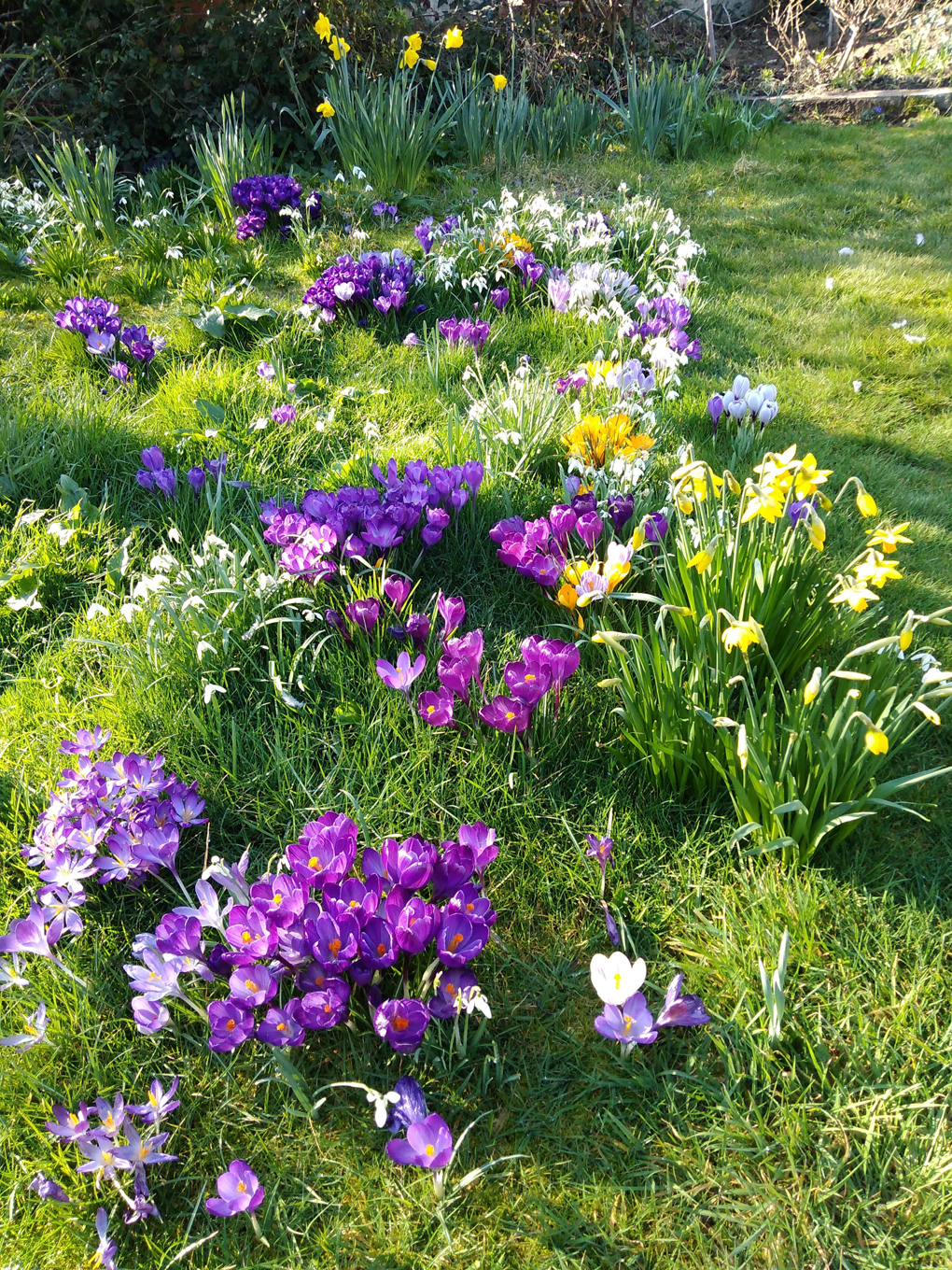 A mass of purple and yellow crocuses, daffodils and snowdrops on a sunny springtime day