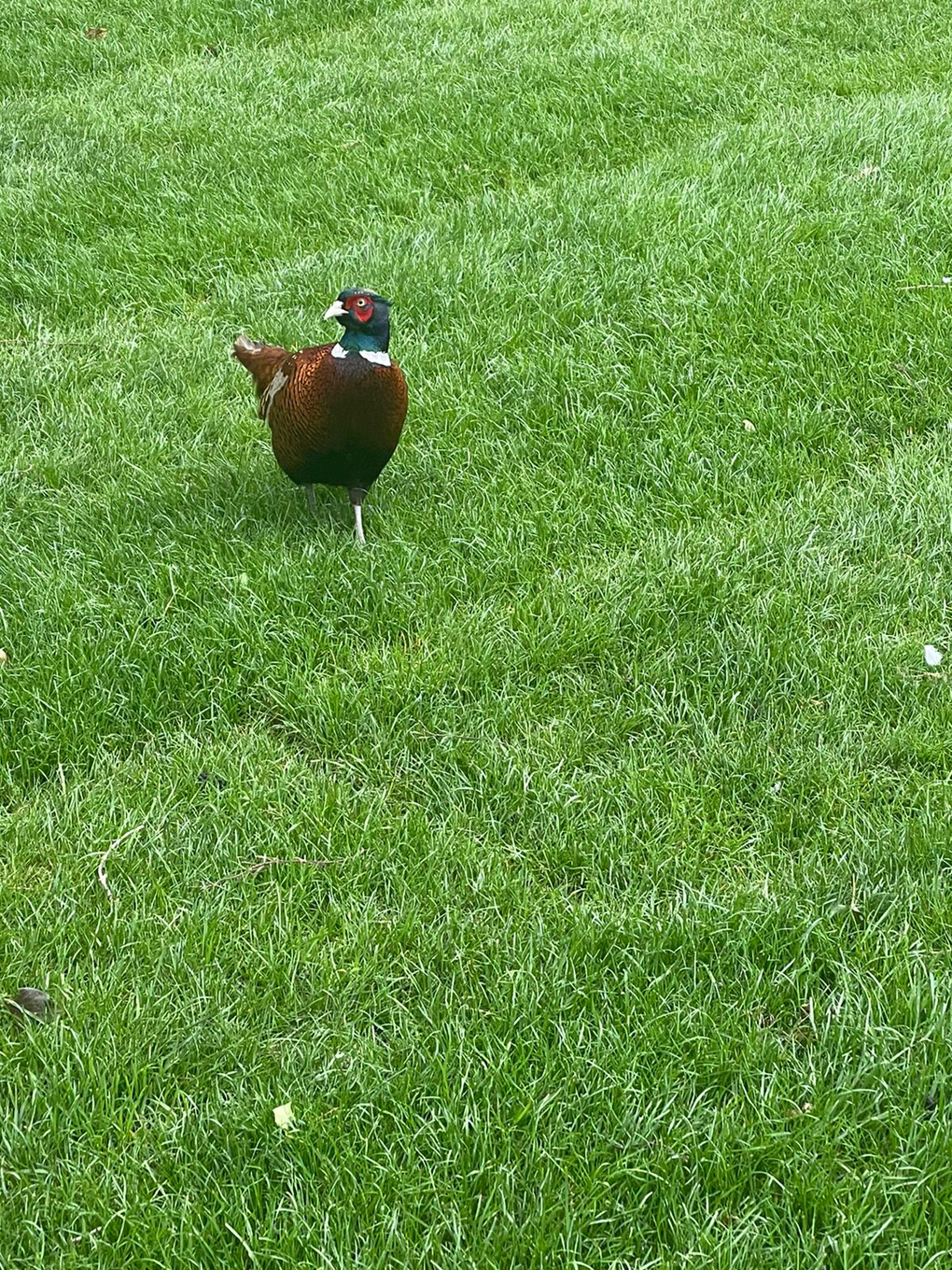 Pheasant on a lawn