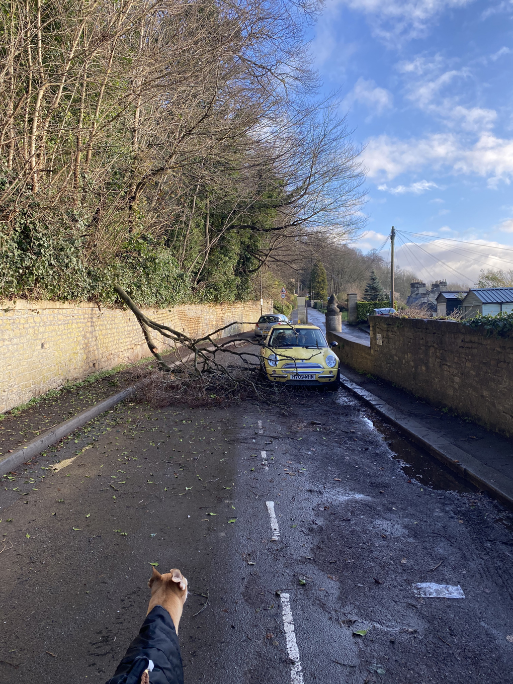 A yellow car parked at the side of the road. There is a tree that was been blown over in a storm resting across the car.