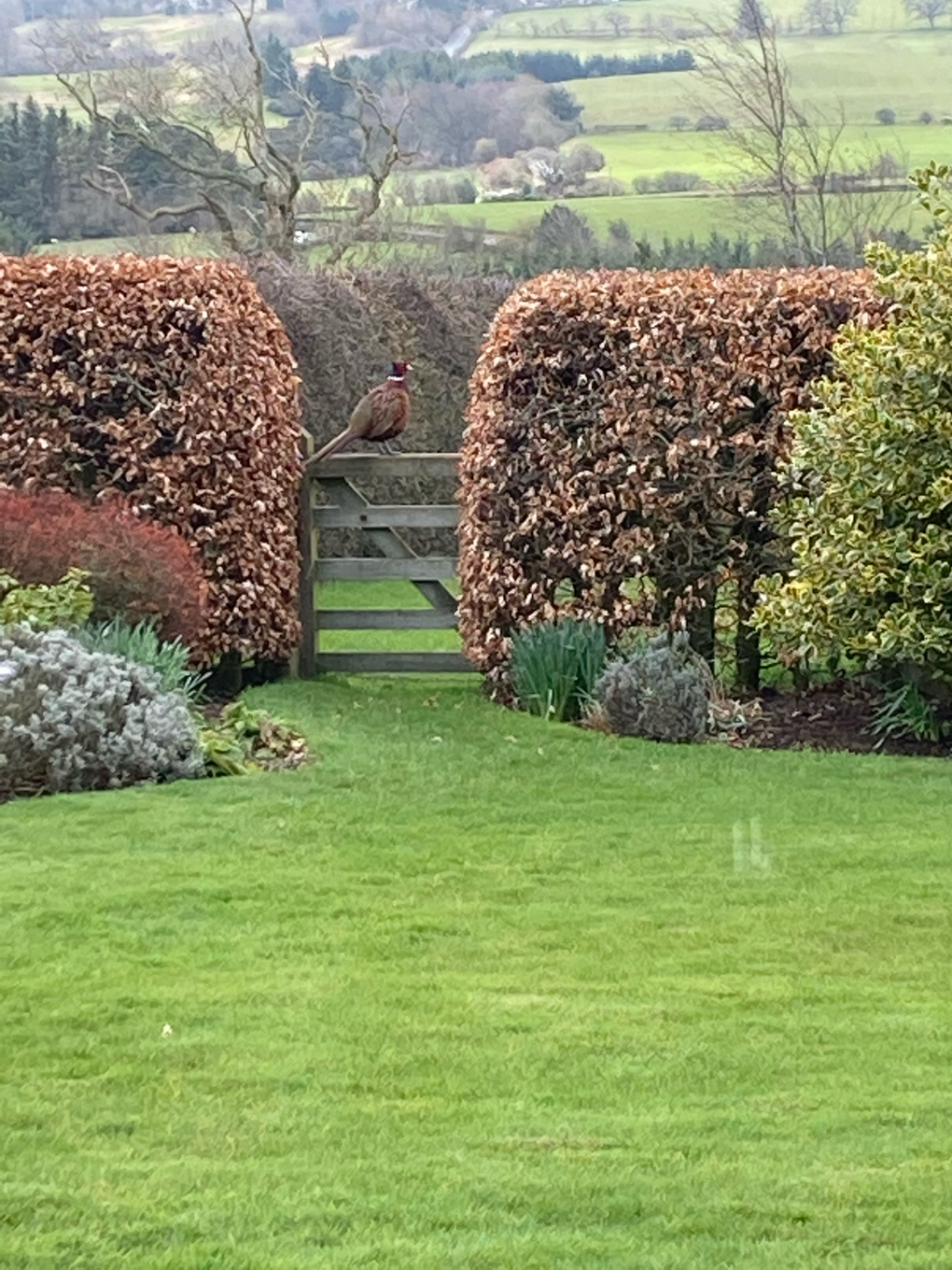 Resident pheasant