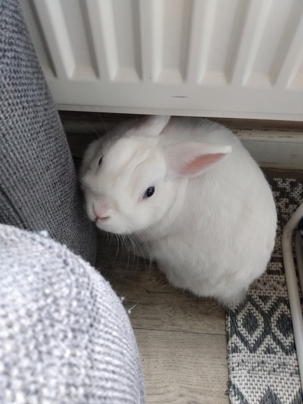 A white rabbit looks around and up at the camera... incredulously