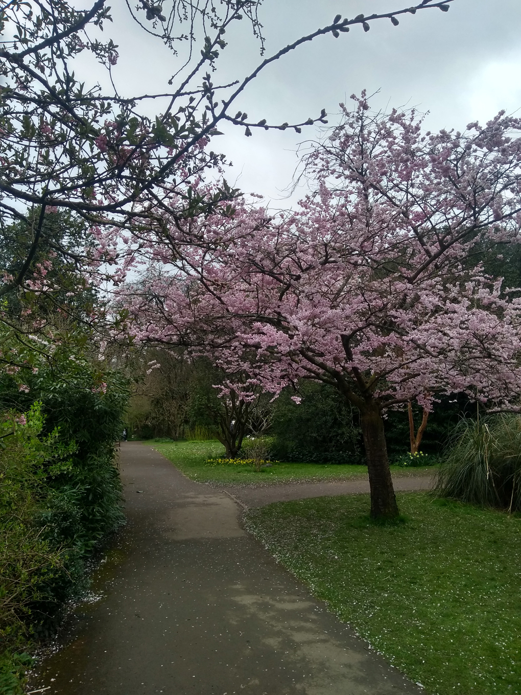 Cherry blossom