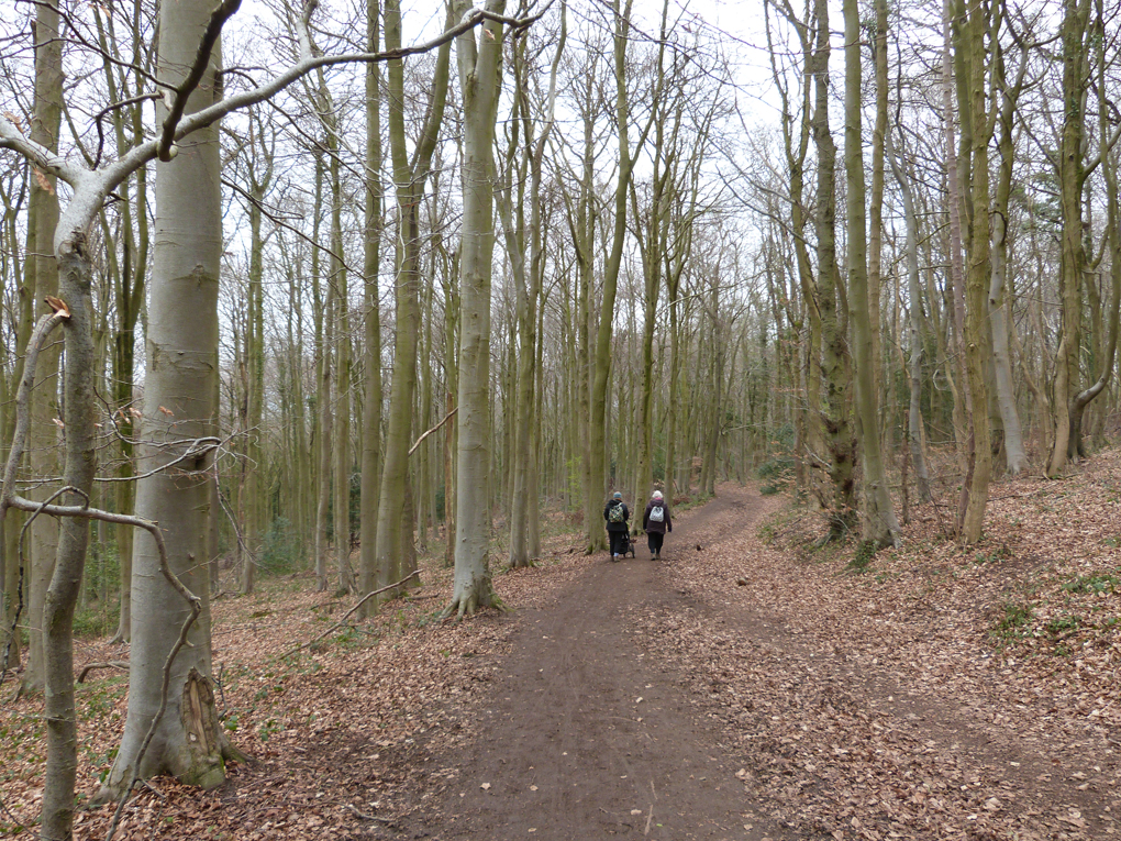 A late March stroll along a track through woods with leaf litter covering the ground.