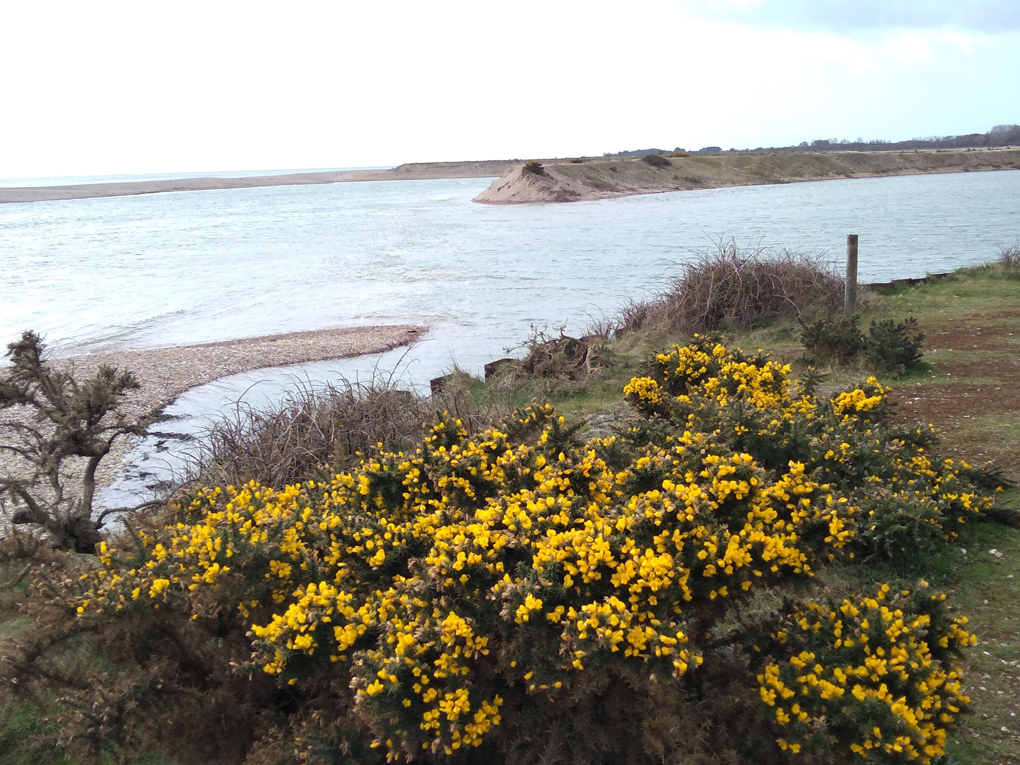 There is a bush of bright yellow gorse overlooking an expanse of water to the right of the channel leading into Pagham harbour