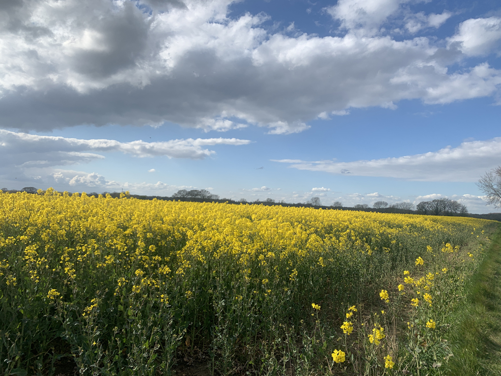 Rapeseed in full bloom in Syleham.