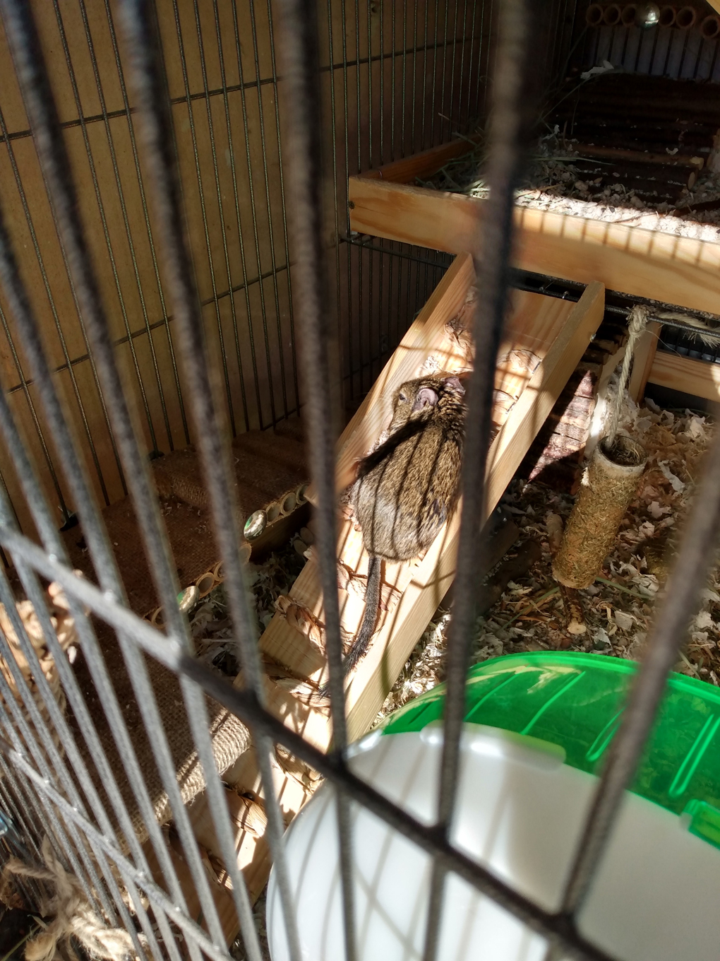 A brown degu lounges in the sun