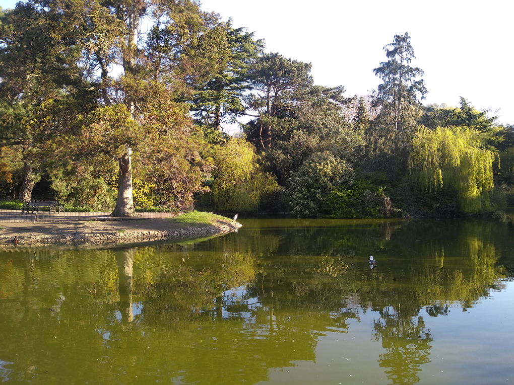 A pond surrounded by trees reflecting off the water in the morning sunlight