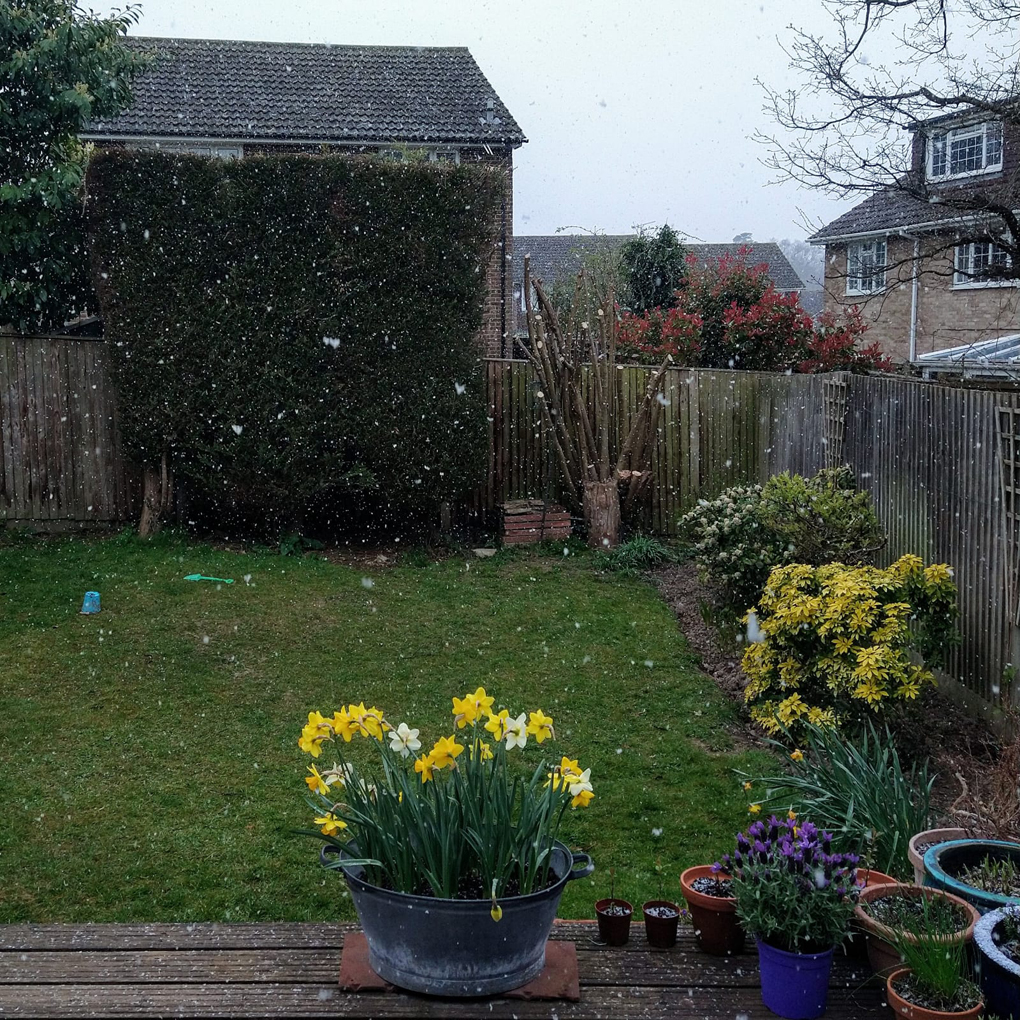 Snow in the garden