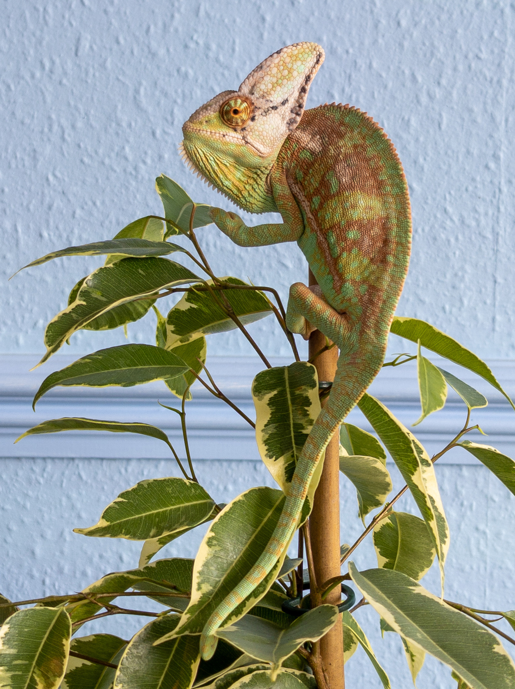 A juvenile 'veiled' (aka Yemen) chameleon, displaying rusty orange and light green banding (his 