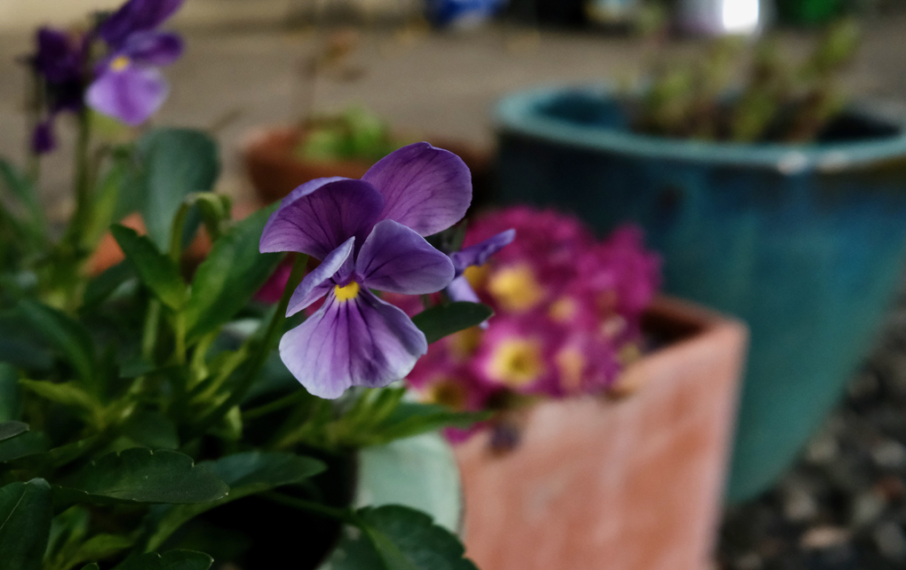 A potted viola in flower