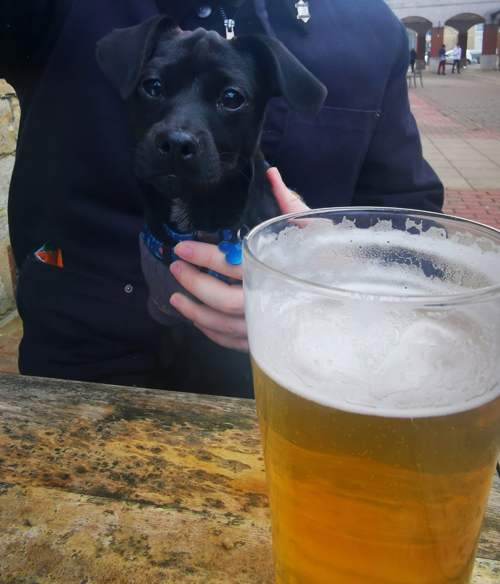 black puppy with a pint