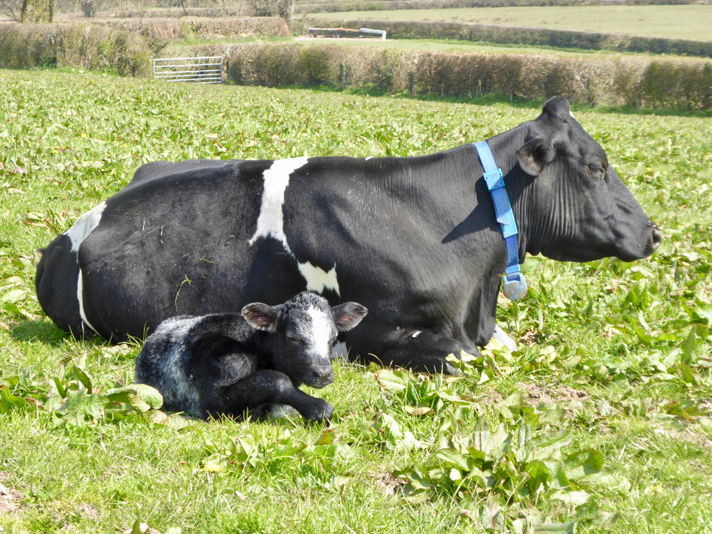 Mother with her calf. Both are sitting down in a field.