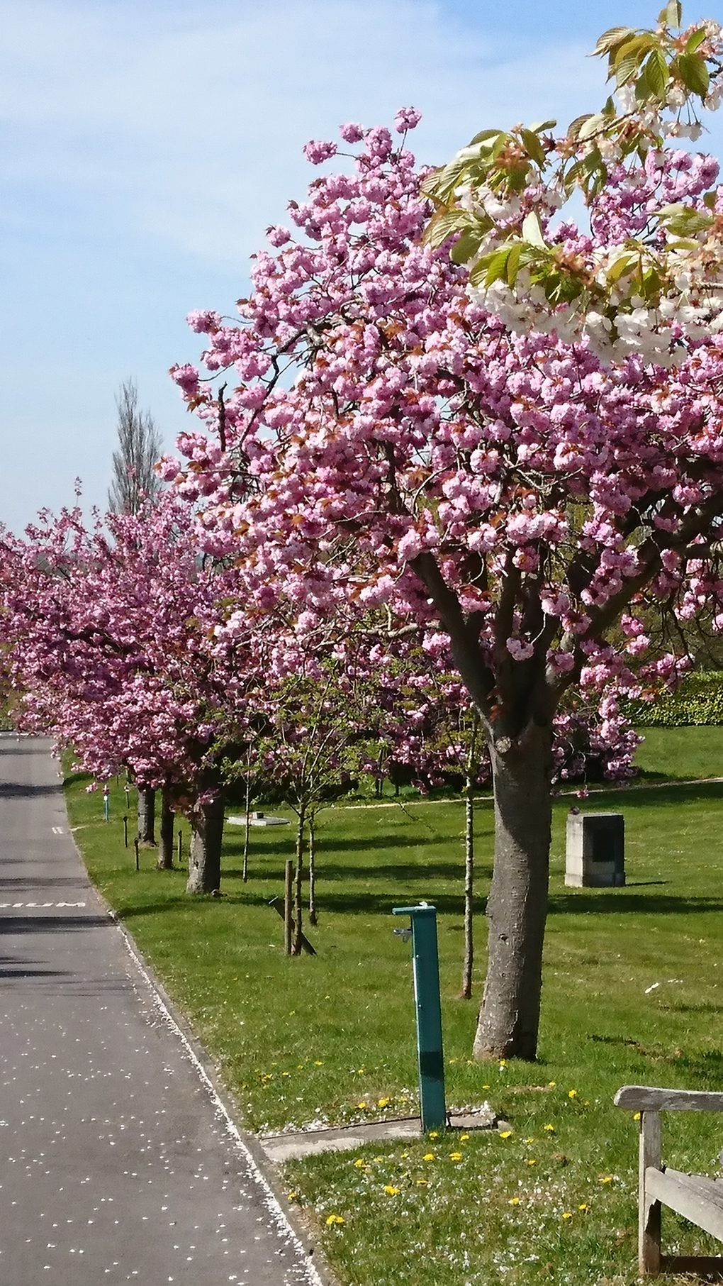 A row of Cherry blossom trees in full bloom, showing off their elegance and beauty. They were all in the pink and perfect!