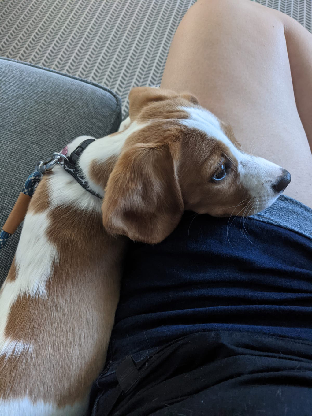 A puppy resting her head on my knee.