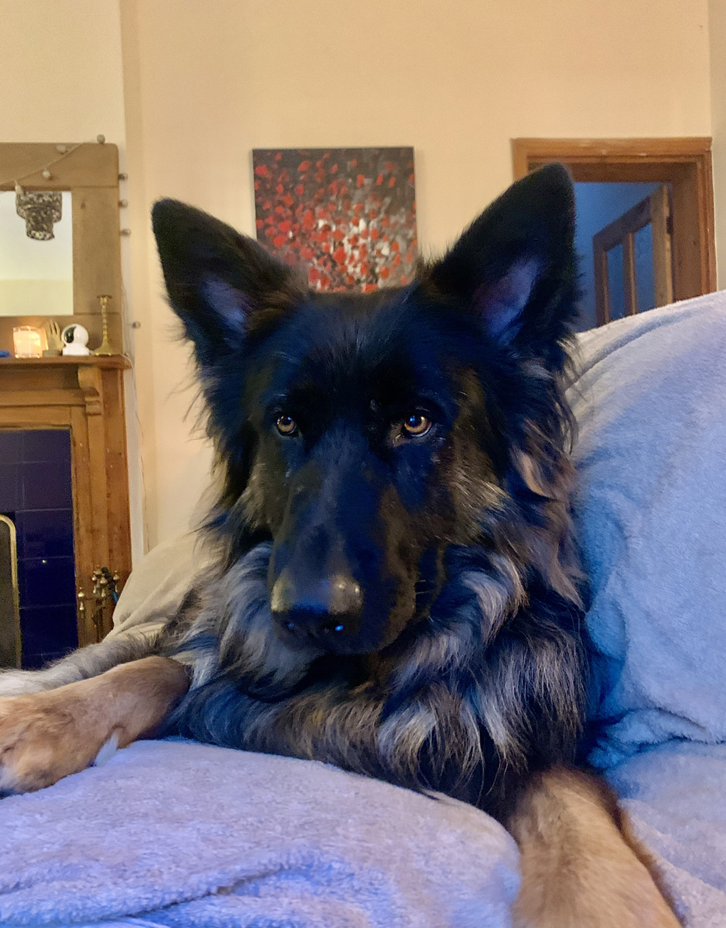 German Shepherd on a sofa