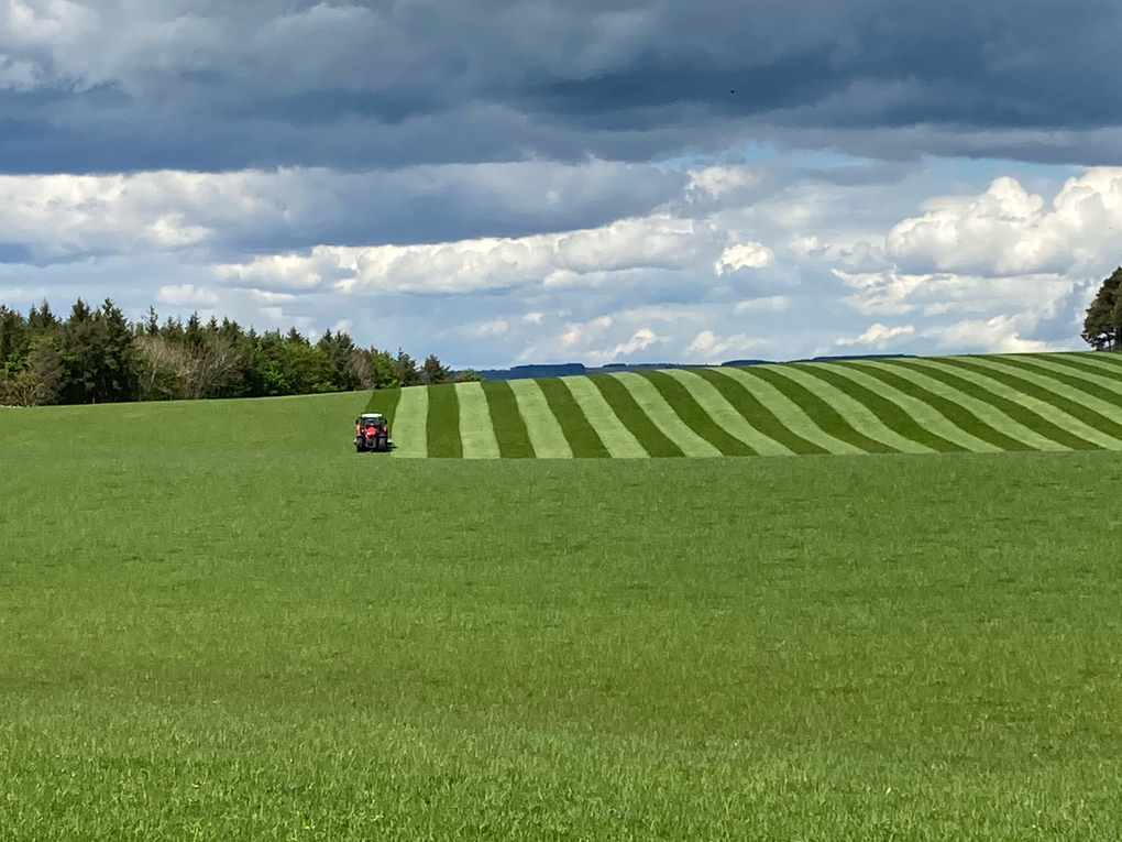 Stripes