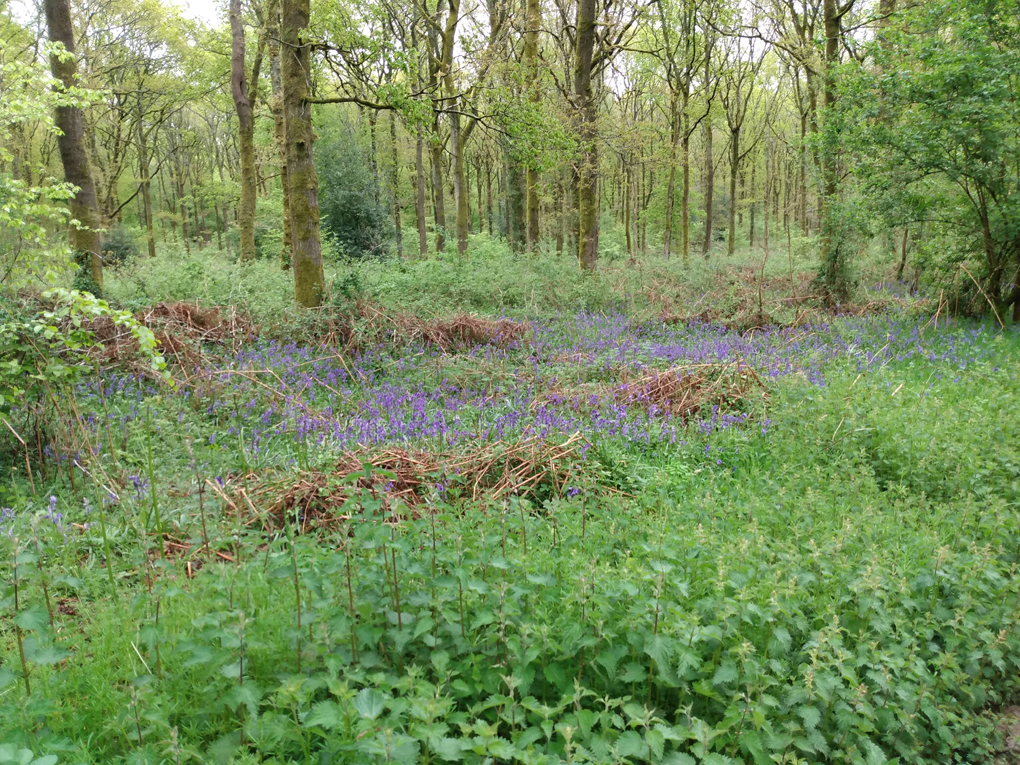 A Wiltshire woodland with bluebells in bloom