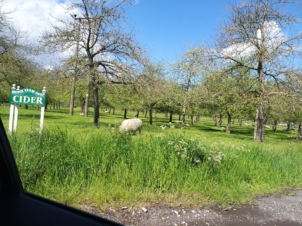 Sheep grazing in an apple orchard